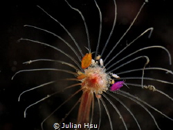 Firework (Amphipods)
@Tulamben by Julian Hsu 